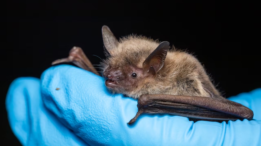 rabid-bats-20260629-154827-6a42f63b9decf rabid-bats-20260629-154827-6a42f63b9decf