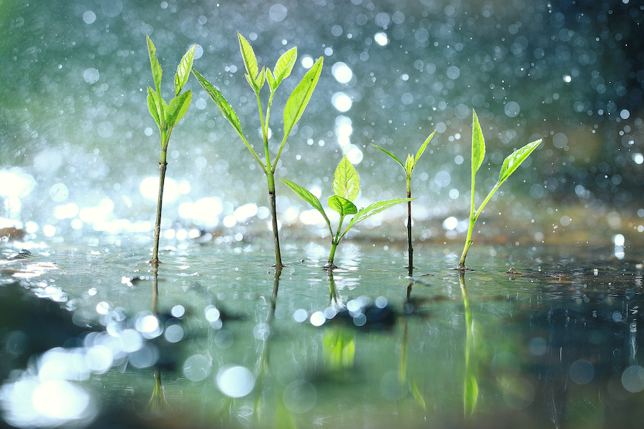 一场雨的多种抵达