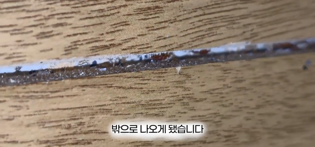南韩昆虫YouTuber前往釜山一间汗蒸幕,惊见休息区地垫及墙壁缝隙藏有大量床蝨。 南韩昆虫YouTuber前往釜山一间汗蒸幕,惊见休息区地垫及墙壁缝隙藏有大量床蝨。