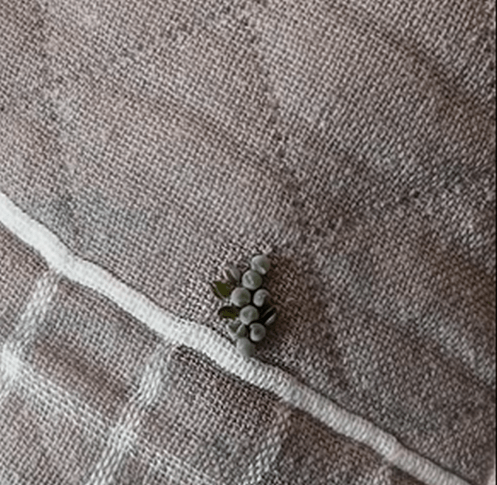 深圳男枕头发现荔蝽虫卵。 微博 深圳男枕头发现荔蝽虫卵。 微博