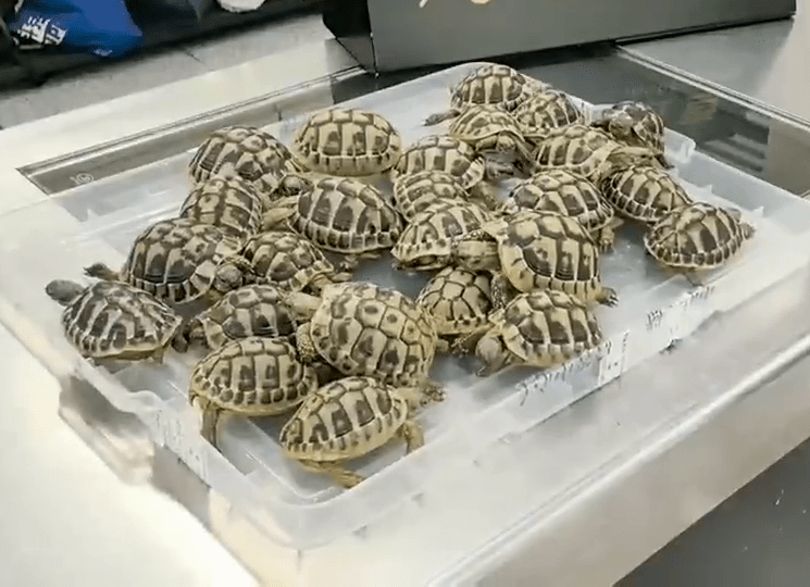 26只活龟属濒危物种。 26只活龟属濒危物种。