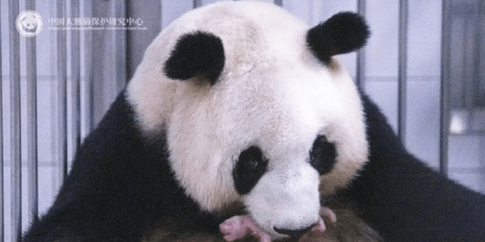 旅韩大熊猫“华妮”诞下第四胎,“福宝”再添妹妹。 中国大熊猫保护研究中心 旅韩大熊猫“华妮”诞下第四胎,“福宝”再添妹妹。 中国大熊猫保护研究中心