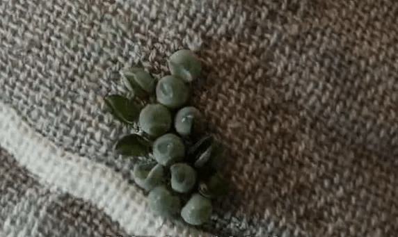 深圳男枕头发现荔蝽虫卵。 微博 深圳男枕头发现荔蝽虫卵。 微博