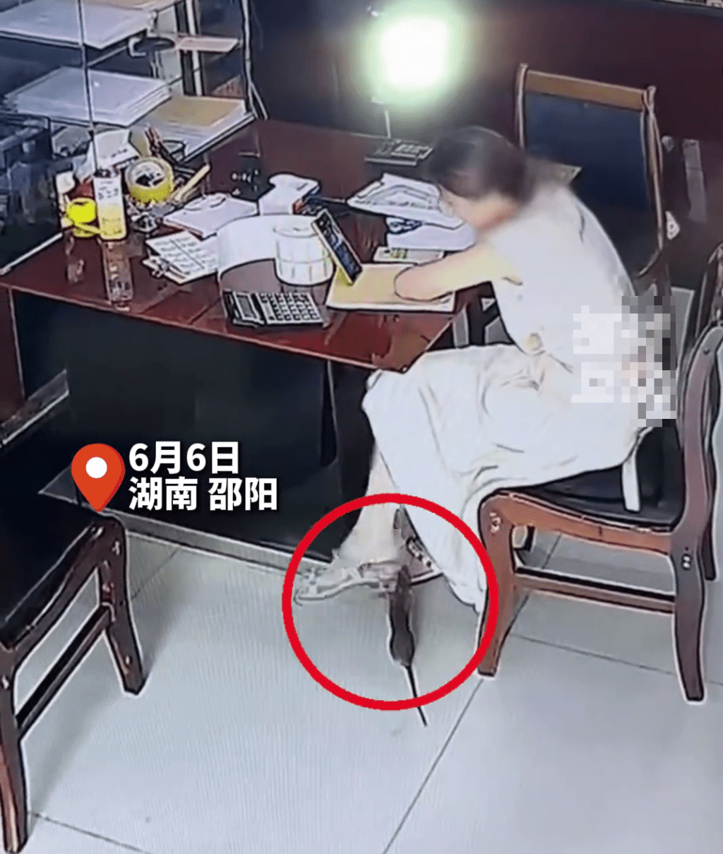 湖南女子专注工作期间遭老鼠偷袭咬脚“弹起”。 千里眼 湖南女子专注工作期间遭老鼠偷袭咬脚“弹起”。 千里眼