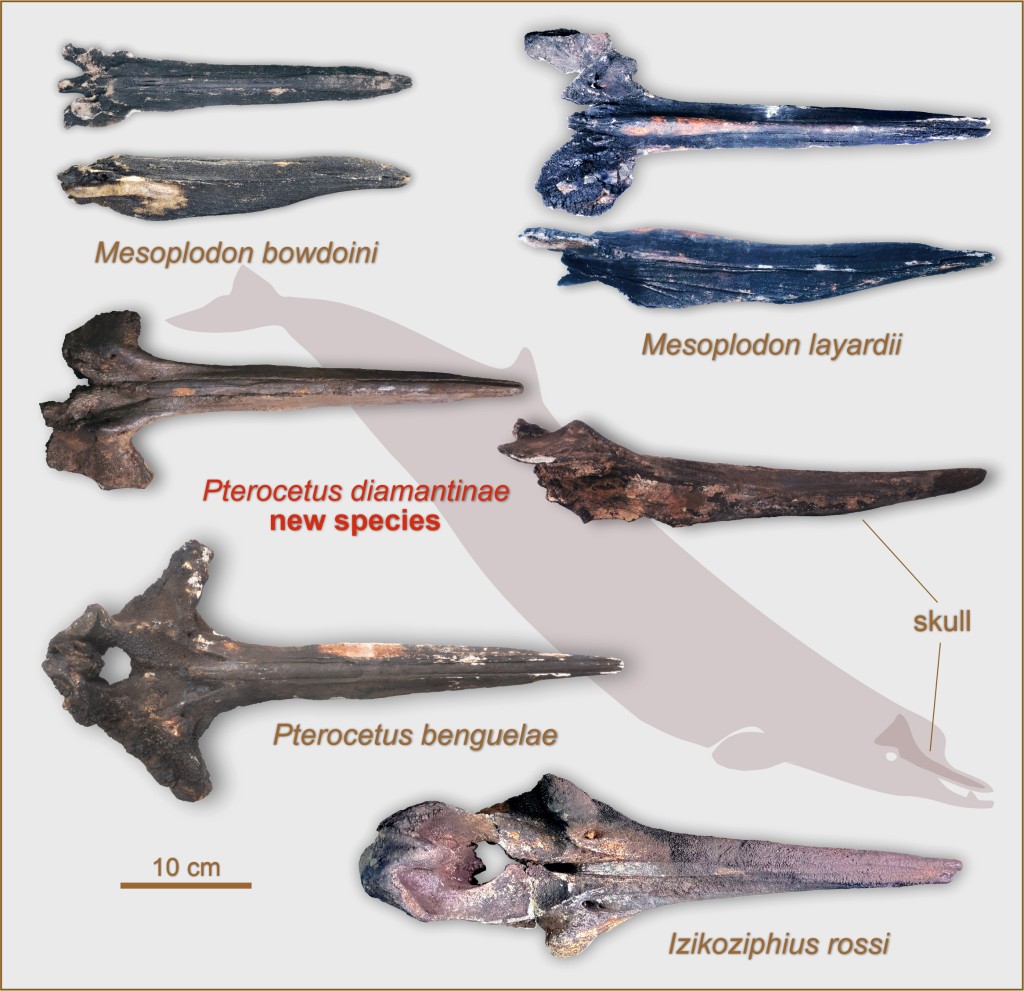 中国科研团队在印度洋发现全球已知最深、规模最大的鲸类化石群分布区。中新社 中国科研团队在印度洋发现全球已知最深、规模最大的鲸类化石群分布区。中新社