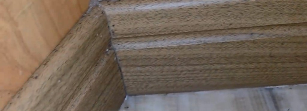 南韩昆虫YouTuber前往釜山一间汗蒸幕,惊见休息区地垫及墙壁缝隙藏有大量床蝨。 南韩昆虫YouTuber前往釜山一间汗蒸幕,惊见休息区地垫及墙壁缝隙藏有大量床蝨。