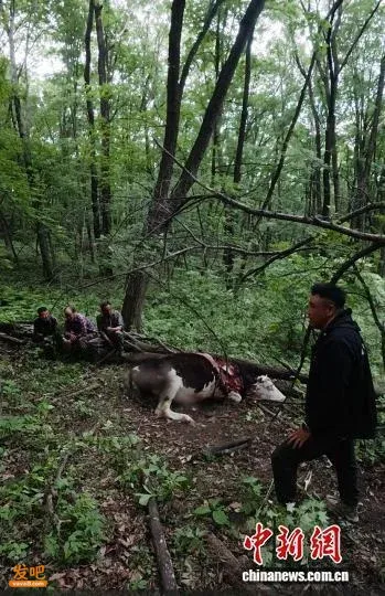 吉林村民偶遇东北虎捕食现场 危急时刻爬树避险