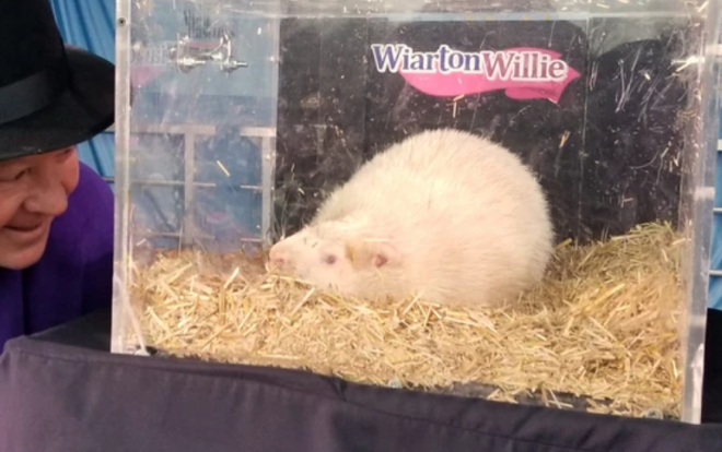 加拿大两只著名土拨鼠都预测今年春天将提前到来