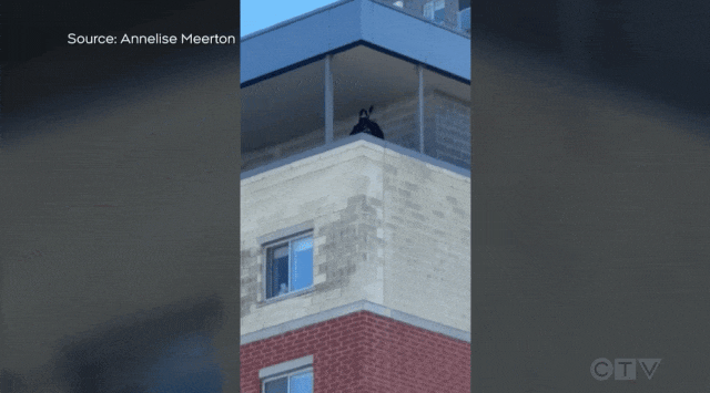 视频疯传! 滑铁卢大学区万人街头派对惊现警方"狙击手"! 市长震惊