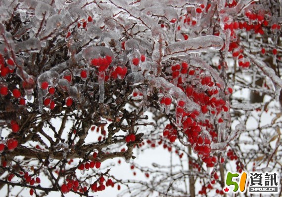春季第一天大多伦多天气混乱：降雪、冰粒和冻雨一起来
