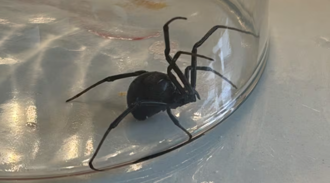 吓出冷汗! 加拿大超市水果中惊现"剧毒"生物! 专家: 越来越常见
