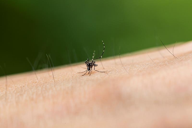 为什么秋后的蚊子叮人更狠？这3个防蚊细节要注意→