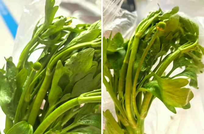 女子误食“野芹菜”中毒，这些易混淆食物千万要注意！