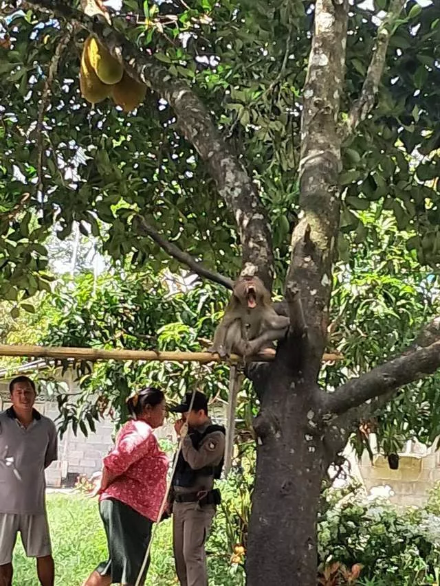 泰国7岁孩童遭家里宠物猴撕咬，肺部被刺穿身亡