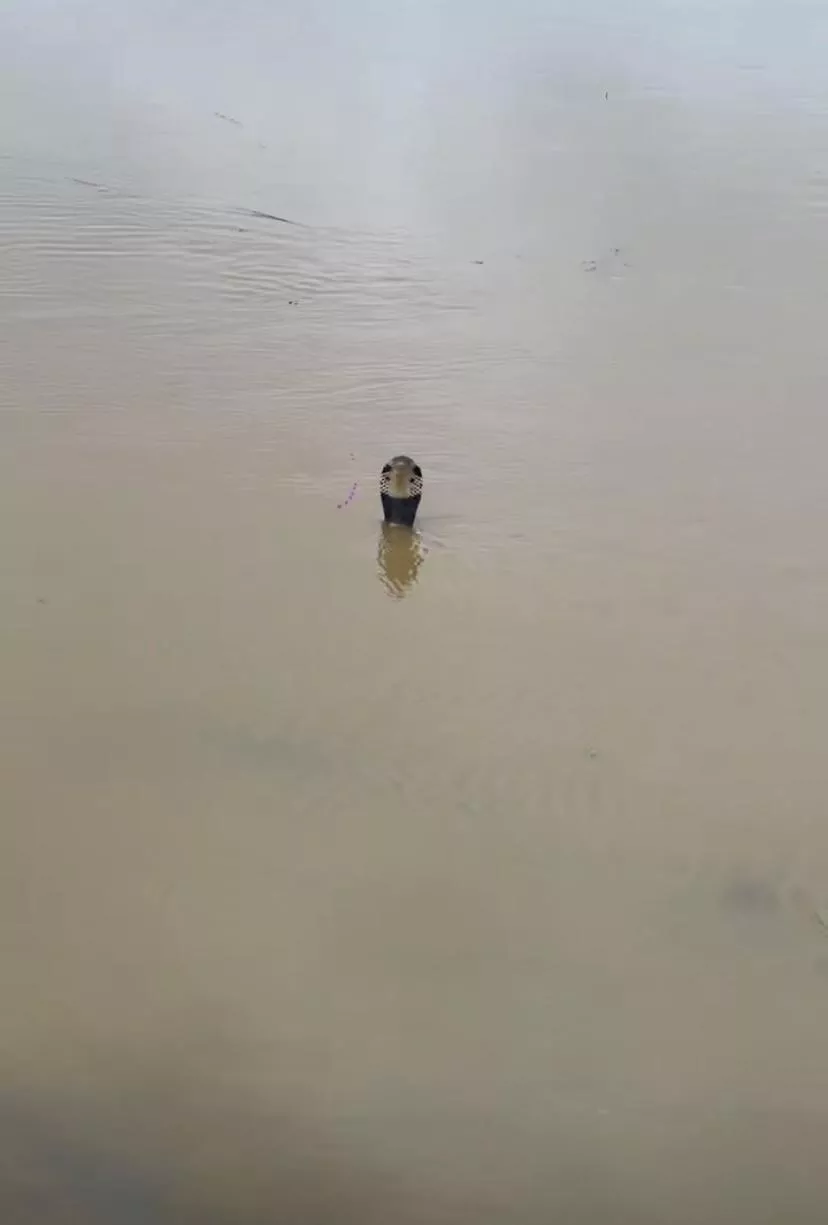 ▲洪水中的蛇 视频截图